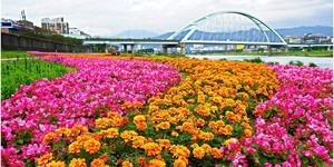 媲美歐洲!兩處河濱公園花海怎麼拍都美