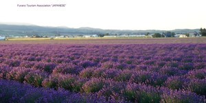 無邊際紫色花毯夢幻迷人 北海道薰衣草花海綻放必拍