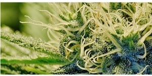 乾旱衝擊農業,麥肯錫建議黎巴嫩發展大麻經濟
