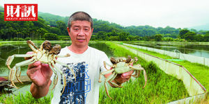 生態精養大閘蟹 退休老師拿下兩岸三地評等冠軍