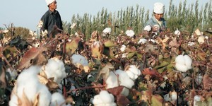 索貝克:新疆血棉事件 苦了外資肥了內資...戰狼到處放火 中國經濟恐熄火