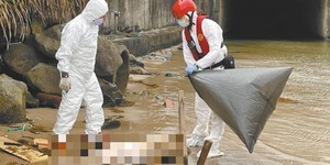 本島首例 萬里海漂豬驗出非洲豬瘟