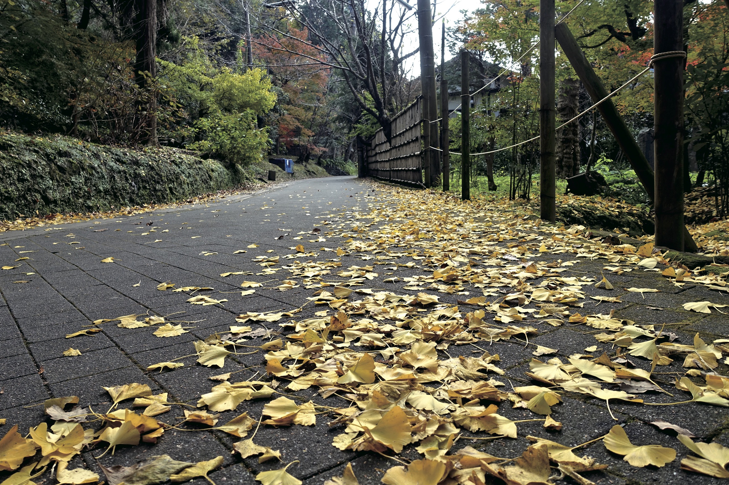 尋訪鎌倉餘韻 財訊 掌握趨勢投資未來 最懂投資的財經媒體